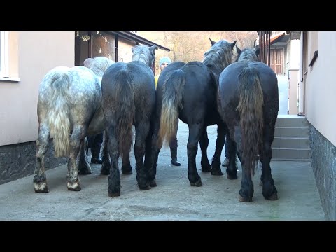 Caii lui Nelu de la Cuzap, Bihor - 2023 Nou!!!