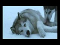 Enigma Eight Below