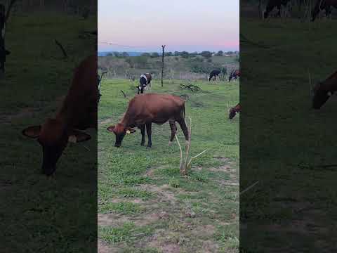 capim corrente #paraíba #agro #praiasdonordeste #humor #capim