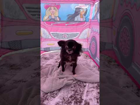 BARBIE TENT FLYING PUDDIN 😱❤️