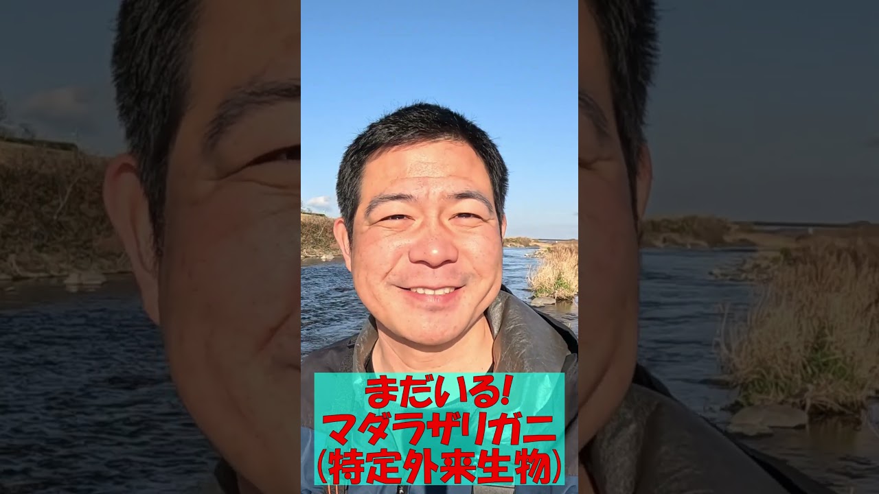 噂の現場！クローン、危険外来種まだいる！ガサガサ！愛媛県松山市！みんなで拡散防止！マダラザリガニ Marbled crayfish, 2026年3月8日調査 ≫生物ハンター加藤英明【公式】かとチャン