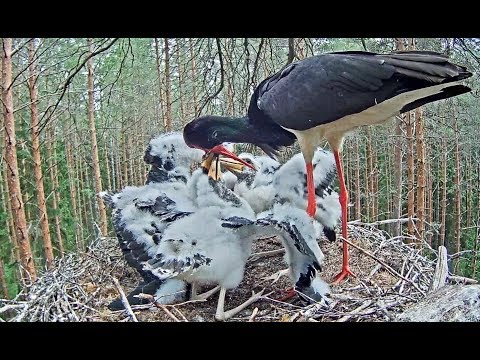 Must-toonekurg~Breakfast by Karl II~11:15 AM 2019/06/17