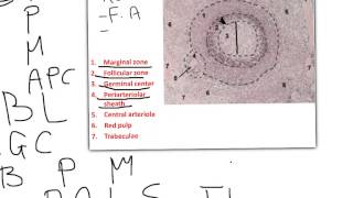 Lymphatic System data show part 2