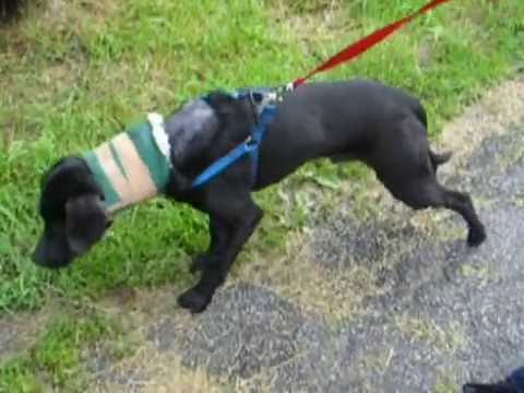 Video ecografia del rachide cervicale Subkorakoidalnaya spalla sacchetto