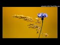 Cornflower Blue ( Kate Wolf cover )