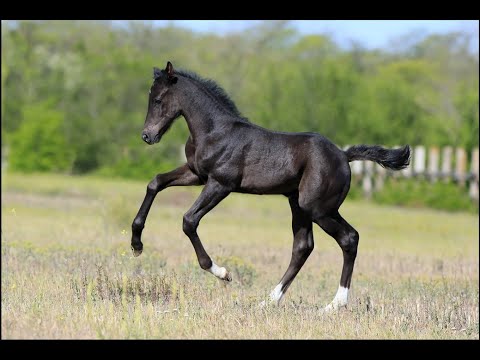 colt Balou Air ST (Baloutaire PS - Cornet Obolensky)