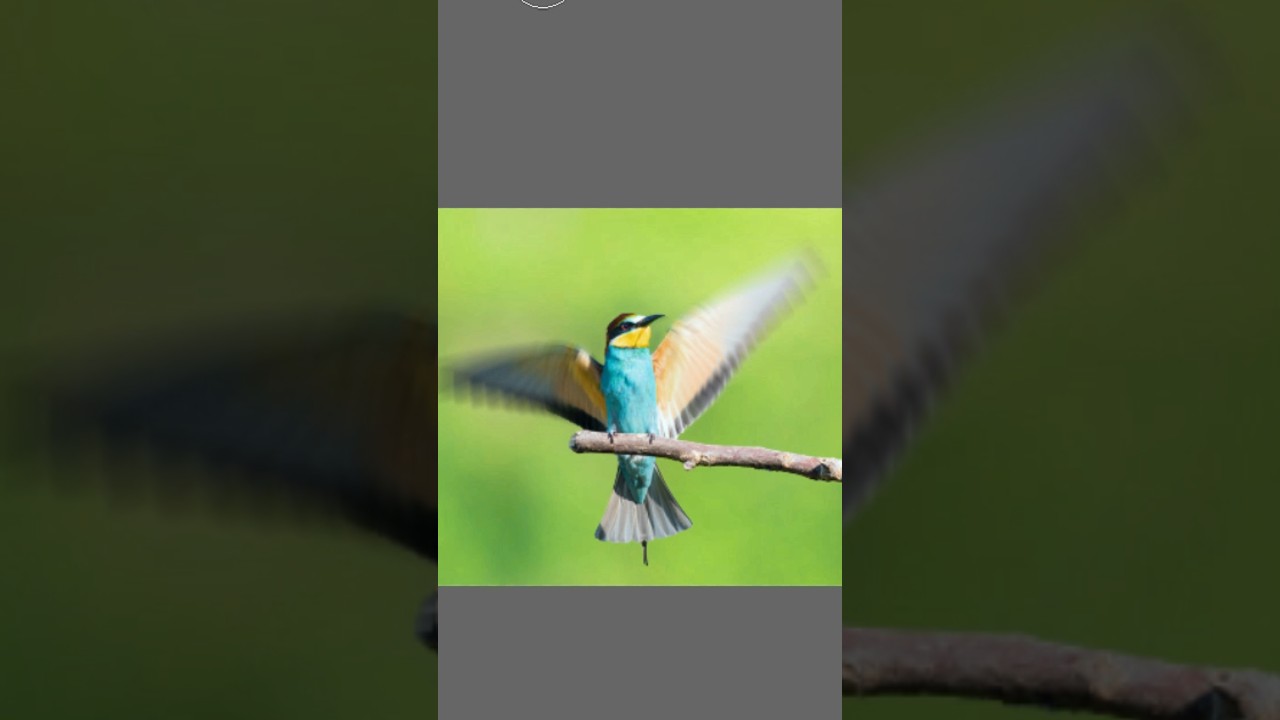 Add Motion Into Wing Of Bee-eater Wings #shorts #photoshop #photoshoptutorial