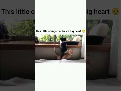 Why is it always orange 🧡 cat? #cats #orangecat #viral #ytshorts