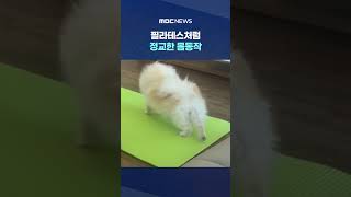 강아지, 필라테스처럼 정교한 몸동작 #Shorts (MBC뉴스)