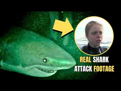 The Horrifying Truth of Open Water 3: Cage Dive (2017)