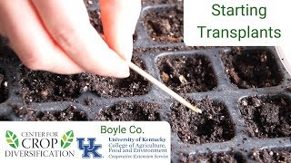 How to Start Transplants in Trays