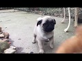 Pug cachorro en venta