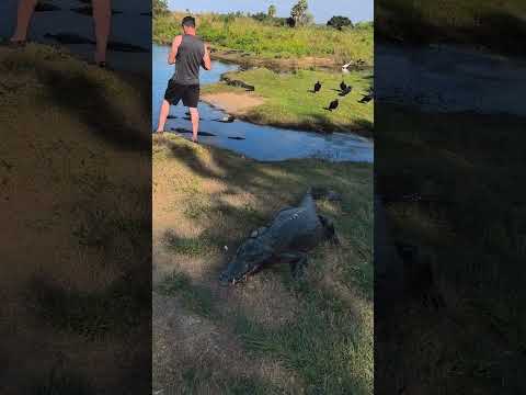 Olha o tanto de jacarés no Pantanal de MS! #jacare #pantanal #natureza #corumba #MS