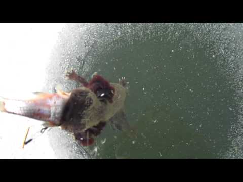 weird.again.salamander lol