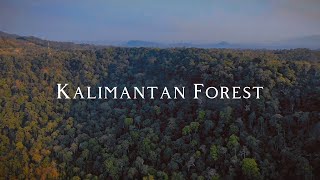 Download lagu Hutan Rimba Kalimantan Cinematic Video mp3
