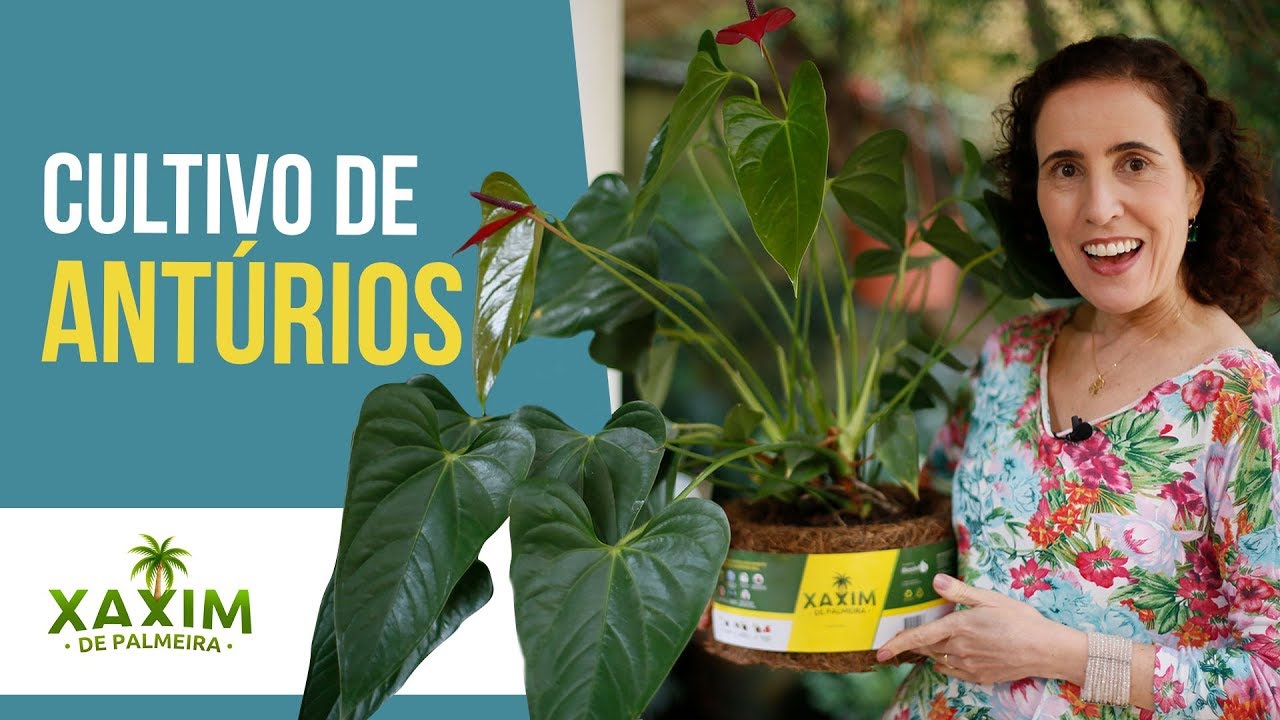 ANTÚRIOS: Transplante e Dicas de Cultivo | Nô Figueiredo