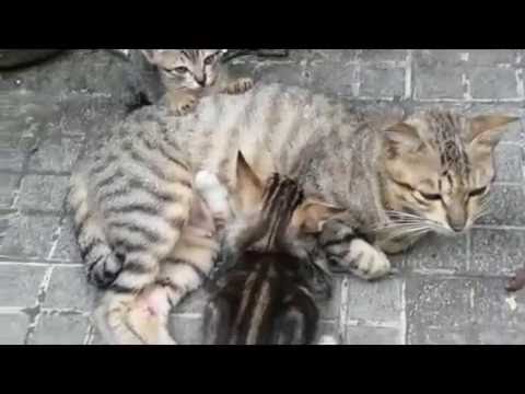 Mother Cat Breast-Feeding Her Kitten (A Kitten was Nursing)