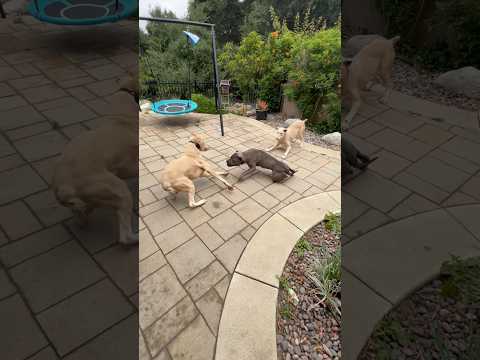 2 White Doberman vs 1 Pitbull