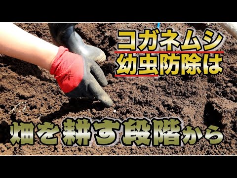 ユスリカは堆肥中の虫の出現を避けます 大きな白い土のコッコガネ ゴールデンカブトムシの煙