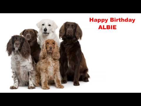 Albie  Dogs Perros - Happy Birthday