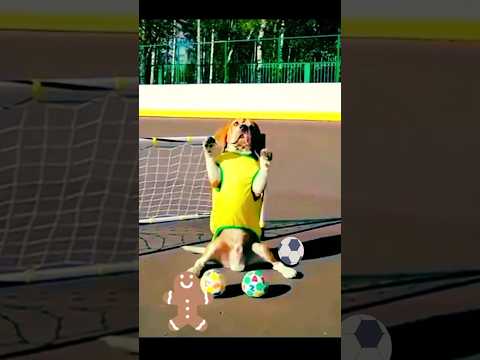 Funny Recovery A Page From Dog's🐩 Diary #shorts