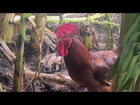 , title : 'Our Rhode Island Red Rooster: Close up of Foghorn Leghorn'