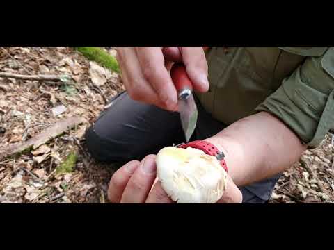 Svamp för alla - Giftchampinjon - Agaricus xanthodermus