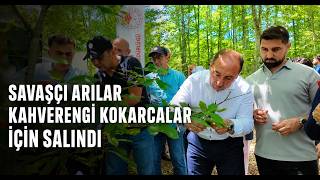 Savaşçı Arılar Kahverengi Kokarcalar İçin Salındı