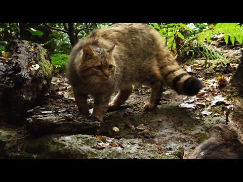 Gomito borsite levomekol Lordosi vertebre della colonna vertebrale cervicale