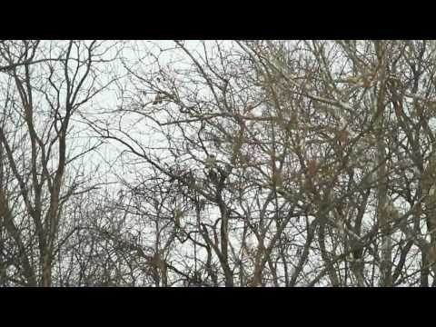 Red-Tailed Hawk Nest Construction
