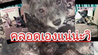 คลอดเองแน่น่ะวิ!! เอาดีๆ หมาออกลูกเป็นแมว รักลูกนอกไส้เกินไป