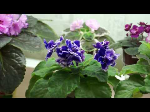 Отчего у фиалки загущается центр розетки: 9 причин