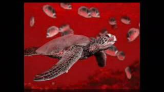 FAR FROM TURTLE by Bob James