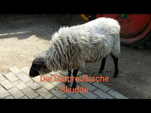 Die Ostpreußische Skudde
