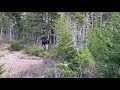 Just Moosin Around