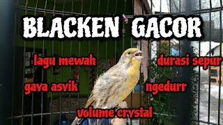 Download lagu BURUNG BLACKEN GACOR | BLACKEN GACOR BUKA SAYAP | BLEKEN GACOR mp3 Download lagu BURUNG BLACKEN GACOR | BLACKEN GACOR BUKA SAYAP | BLEKEN GACOR mp3