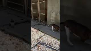 Video preview image #1 Boxer-Unknown Mix Puppy For Sale in Doylestown, PA, USA