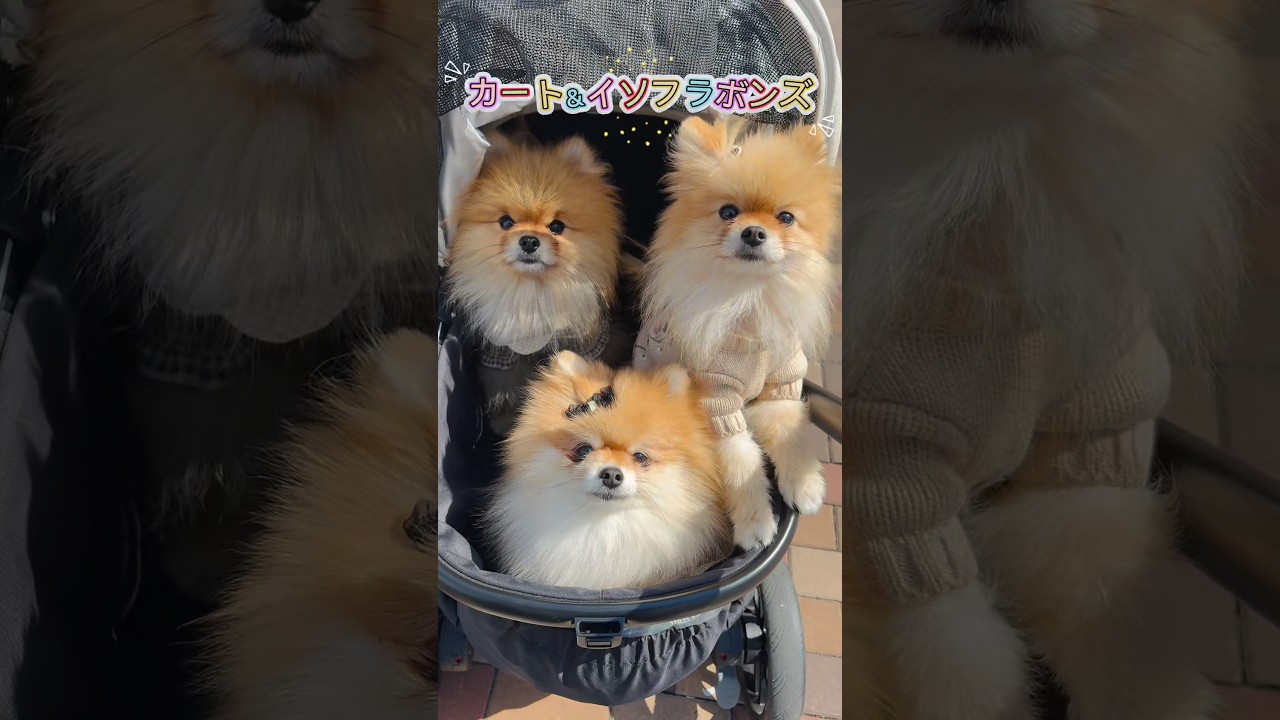 カートって便利♪ #pomeranian #ポメラニアン #犬 #多頭飼い #博美犬