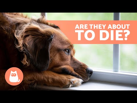 10 SIGNS a DOG is DYING 🐶💔 Critical Symptoms You Can't Ignore