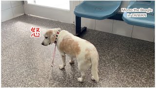機嫌が悪くてもお芋を見ると機嫌がなおるビーグル犬モモ