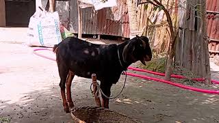 Funny Goat Reactions to Everyday Objects: Best Goat Moments