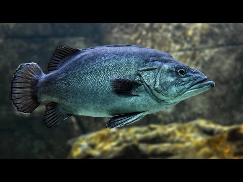 Amazing Fish Cutting Skills | Golden Carp Fish Run Race Vegetables Shop 2021