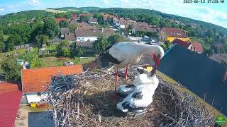 36e day White Storks Hungary