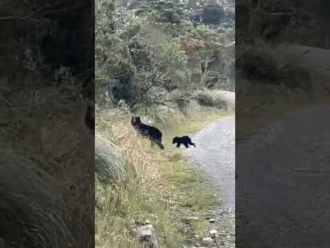 Una Osa y su cria en la via Popayán - Inzá.