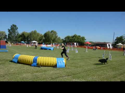 Töpi Agility futam Monor kupa 20190511