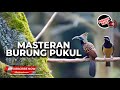 Burung Spesial Pukulan Panjang Cililin Kunti Pelatuk Materi Cucak Cungkok Gacor Vs Srigunting Gacor