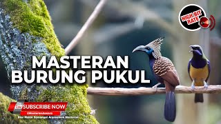 Download lagu Burung Spesial Pukulan Panjang Cililin Kunti Pelatuk Materi Cucak Cungkok Gacor vs Srigunting Gacor mp3