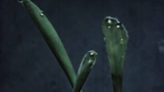 Teosinte Music Video