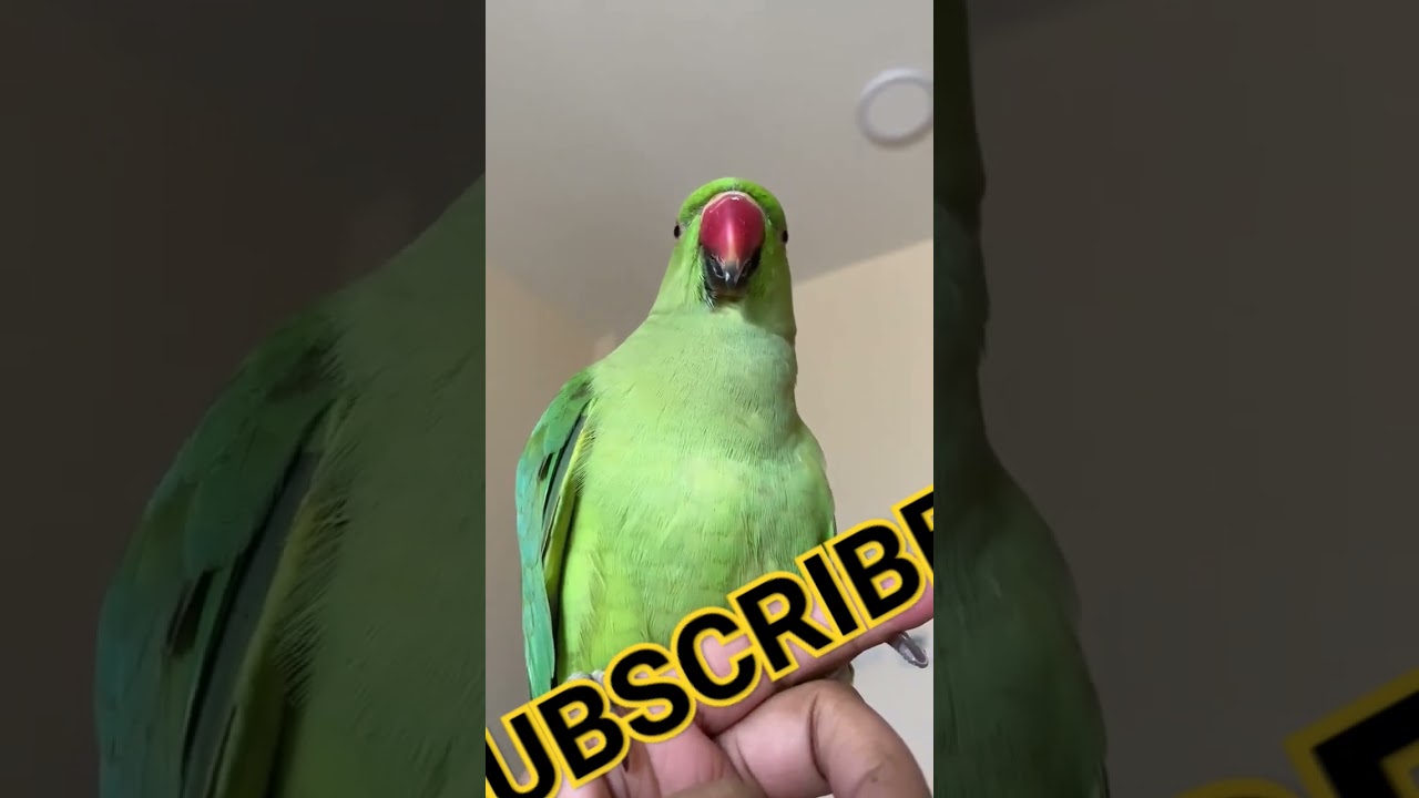 chiriping parrot voice #kikivoice #shorts #shortsvideo
