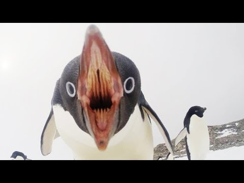 image-What is inside a penguins beak?